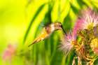 USA, New Mexico. Rufous hummingbird feeding on flower. Art Print